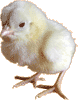 Baby chicken.