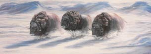 Muskox Thunder painting.