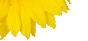 Sunflower.