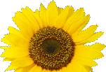 Sunflower.