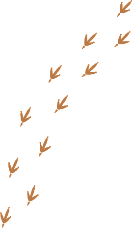 Chicken tracks.