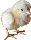 Baby chicken.