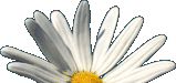 Daisy.