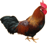 Rooster.