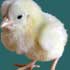 Baby chick.