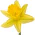 Yellow daffodil.