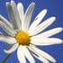 White daisy.