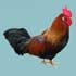 Rooster.