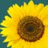 Sunflower.