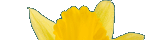 Daffodil.
