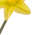 Daffodil.